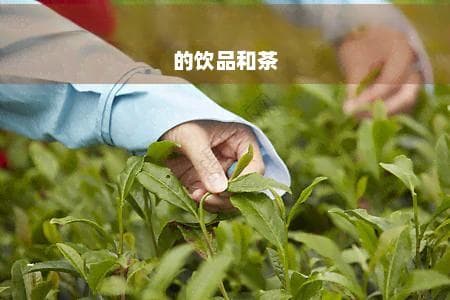 利尿除湿泡什么喝效果好？推荐祛湿利尿的饮品和茶