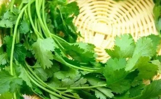经常吃“香菜”有啥用？中医：或可解决6类问题，但4种人不宜吃
