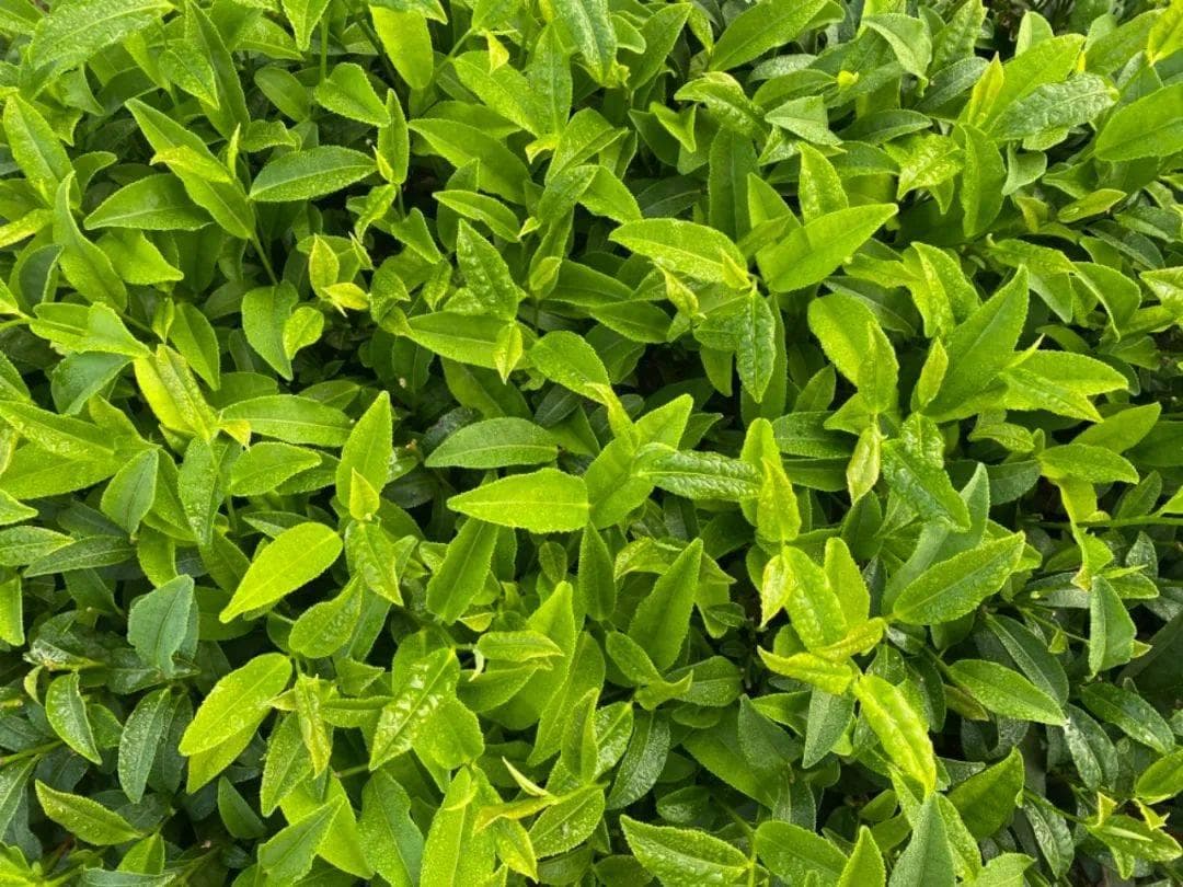 泡茶冲出的泡沫，到底是什么……