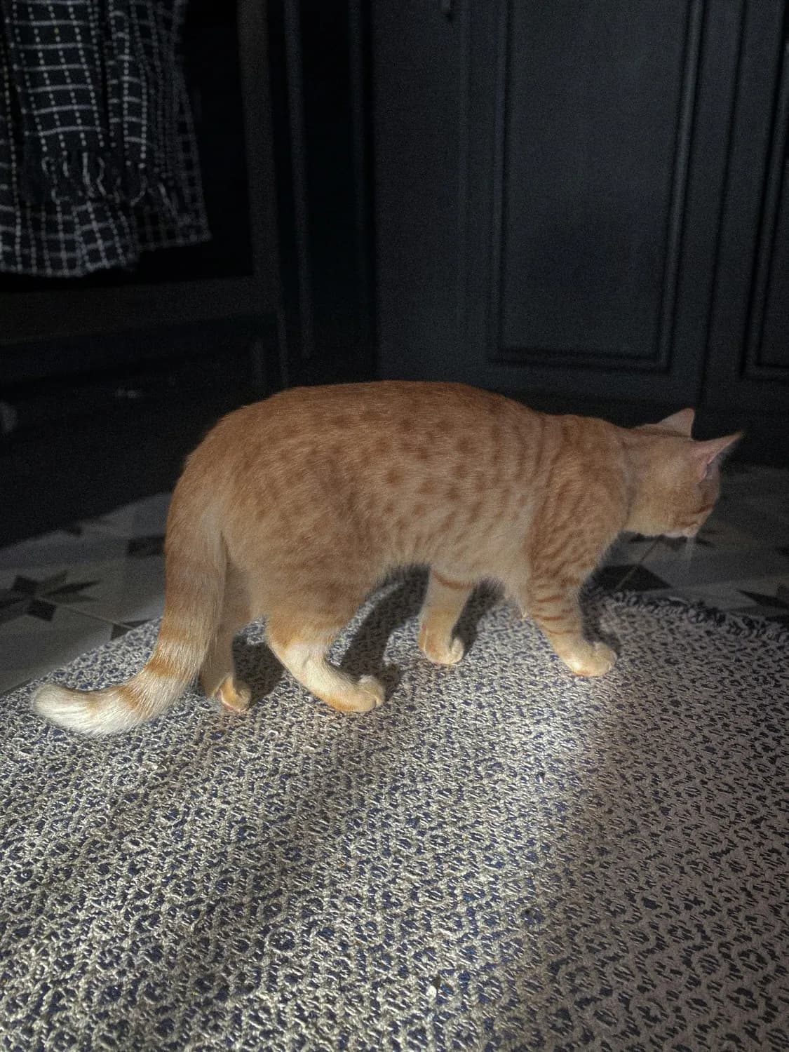 从表情包到游戏主角：香蕉猫的网络爆梗进化史
