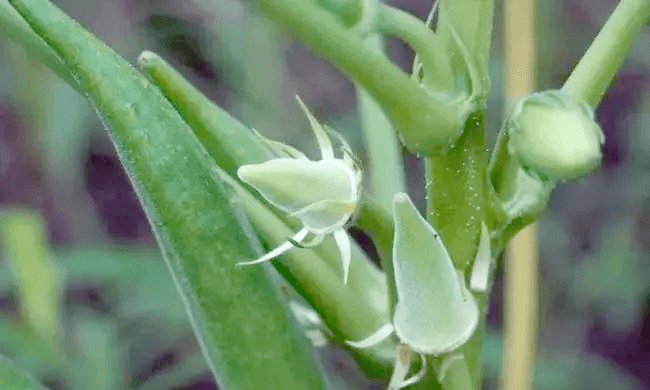 多种植物生长促进剂的区别与选择：芸苔素、复硝酚钠、三十烷醇、胺鲜酯等对比