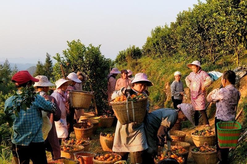 “水果自由”在广西 甜蜜飘香销全国