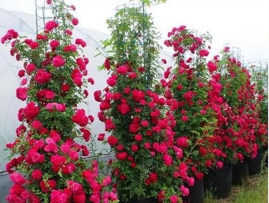 家里可以种木香花吗？（教你种植木香花，享受浓郁香气）