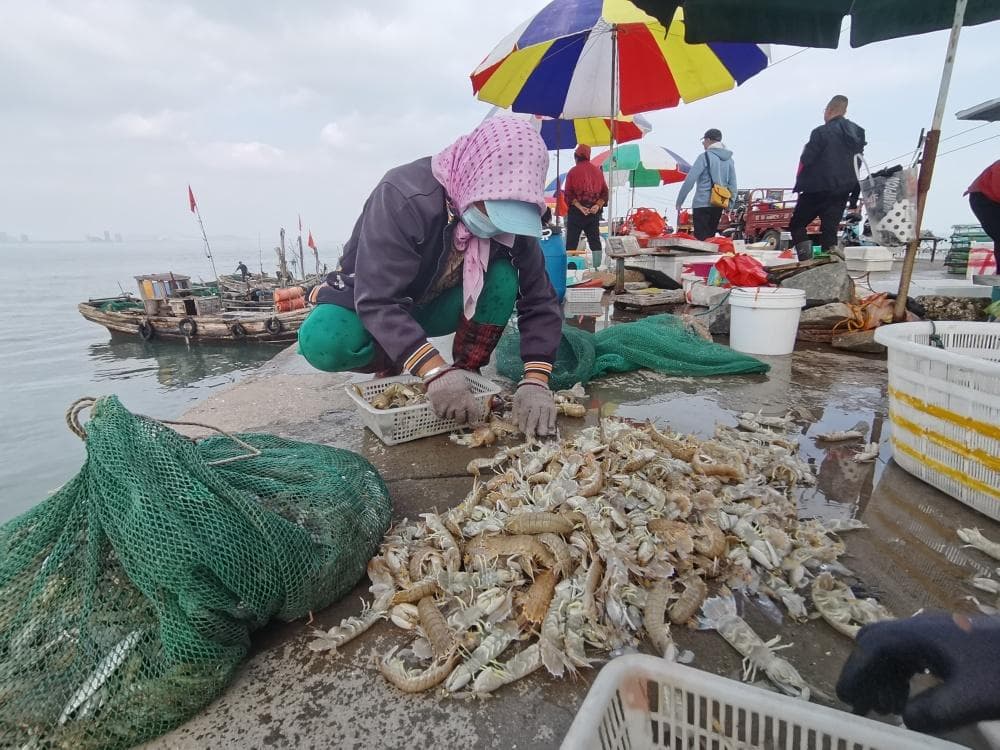 鲈鱼、八带、虾虎……那叫一个鲜！青岛渔码头变身“海鲜市场”