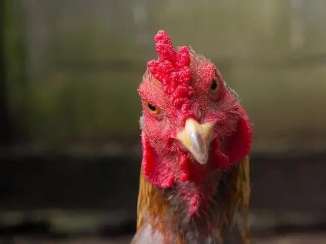 鸡的寿命是多少年左右（鸡到底能活多少岁？）