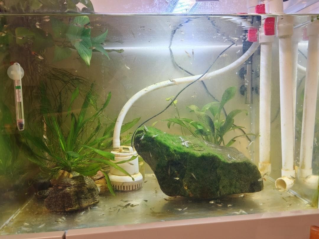 鱼缸长藻了怎么办？100只黑壳虾的除藻效果展示