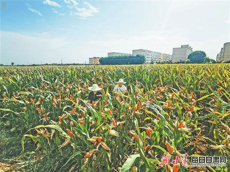 创新关键技术 绿色环保高产——甘肃省河西制种玉米试验单产创新高