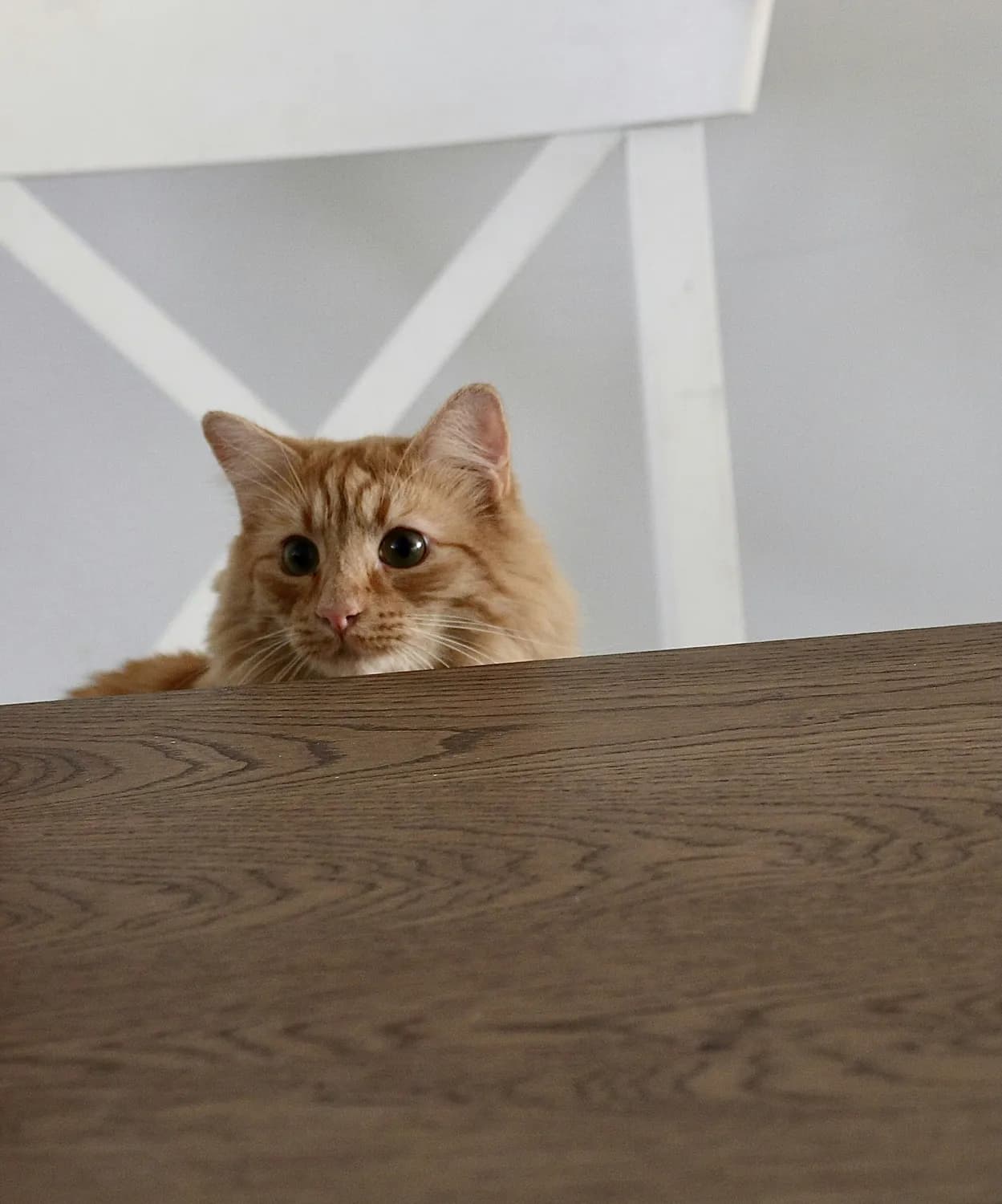 橘猫饮食禁忌全攻略：这些食物可能致命，铲屎官必看！