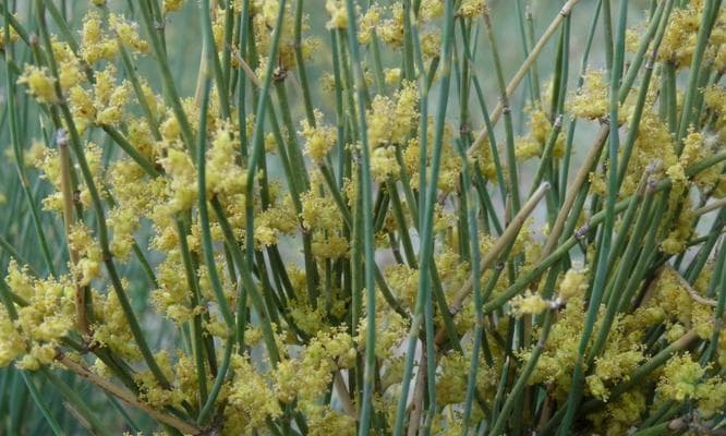 麻黄植物的种类和特征详解（从药用植物到园林观赏）