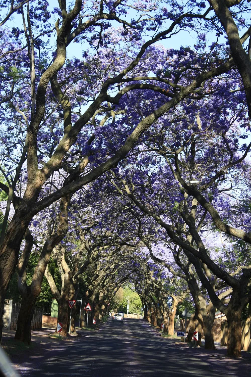 成都蓝花楹&双塔打卡指南