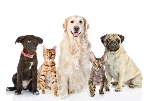 守护猫咪健康：全面解析猫的生理保健与疾病防治策略