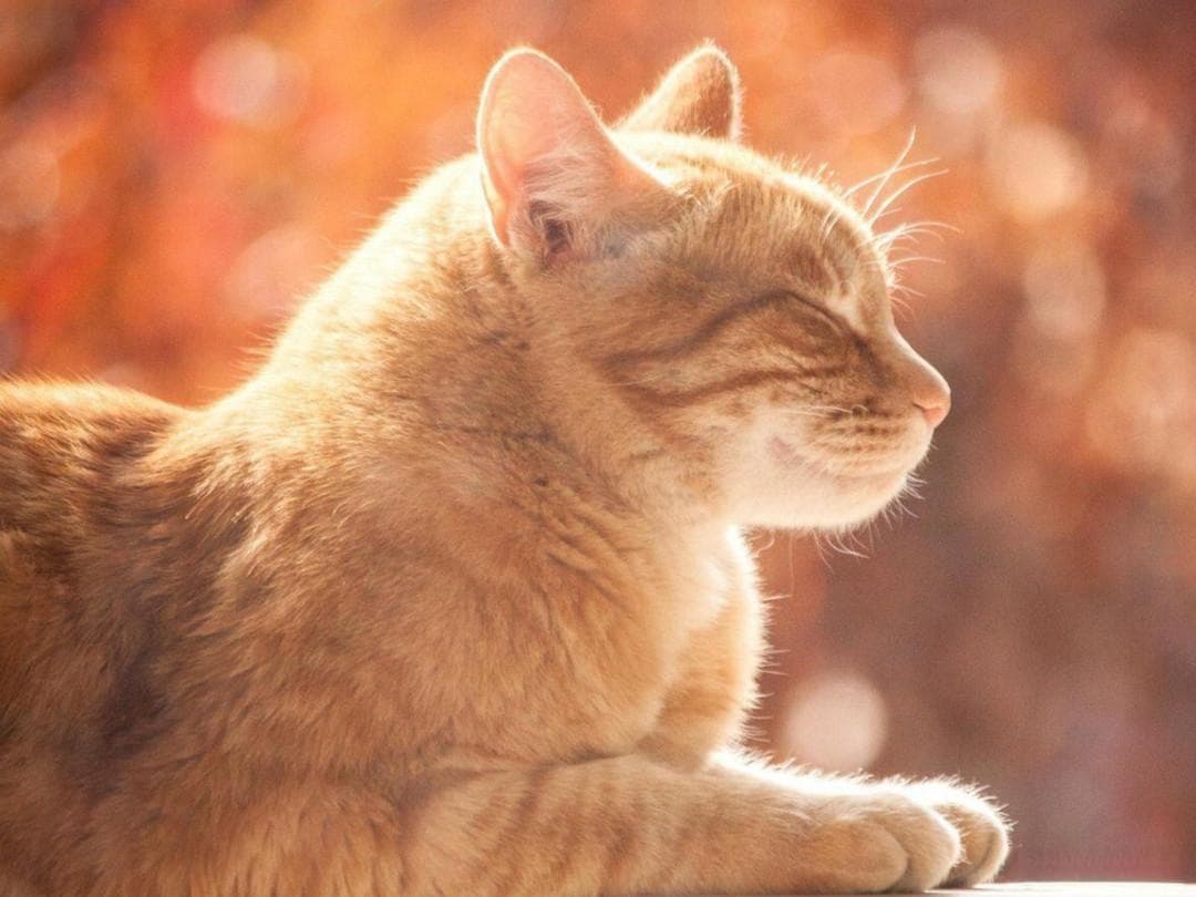 狸花猫有哪些常见的品种？