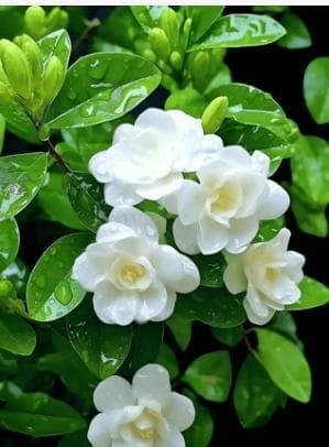 紫花苜蓿种植技术和方法（分享紫花苜蓿播种栽植方法及标准）