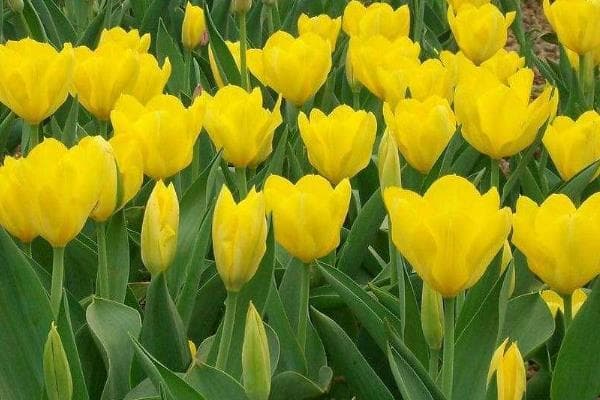 黄色郁金香的花语：高雅、财富、开朗与胜利
