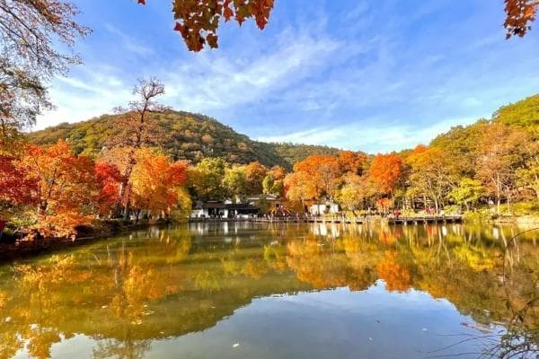 400年古枫渐变五彩，苏州天平山迎来最佳赏枫期