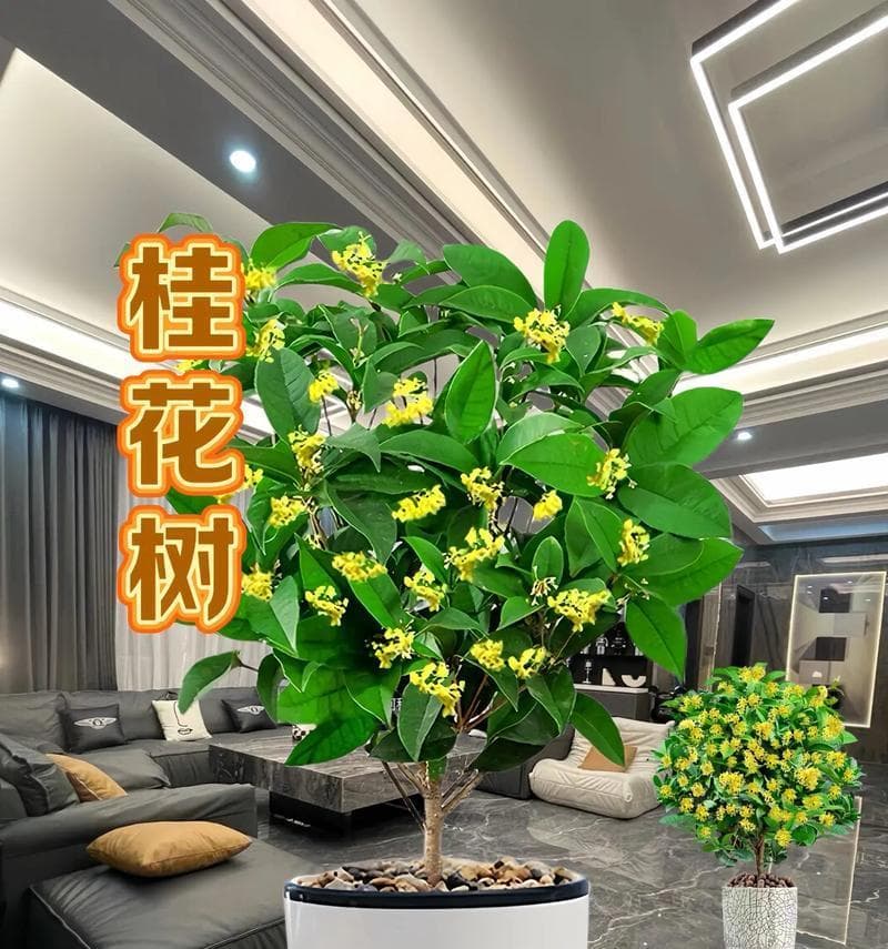 花香四季不断，这些盆栽花卉你一定要了解（打造家中缤纷花园，一盆添一季花开）
