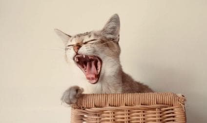 猫吃了新猫粮吐了怎么回事(原因及应对措施)