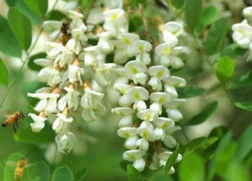 槐树花什么时候开花？花期多久？这些养护要点请收好