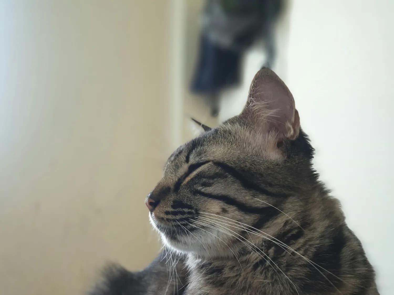 猫咪输液时如何安抚？兽医教你几招！