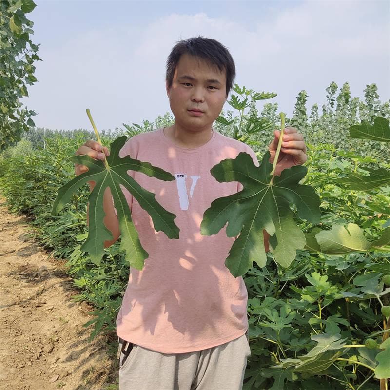 1公分秋月梨树苗：消费者对果实口感的反馈与市场趋势