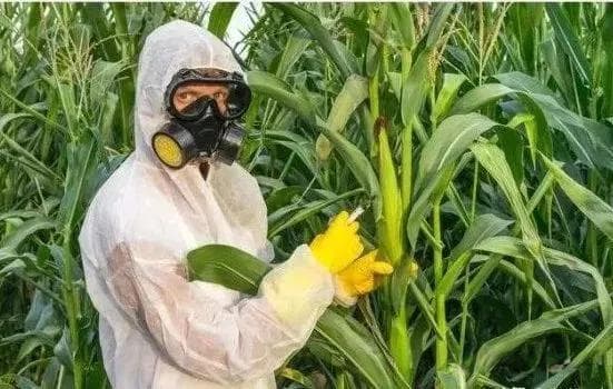 世界各国对转基因作物的态度