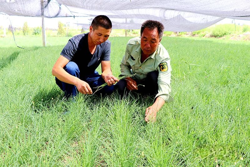 民勤沙葱是哪根葱？