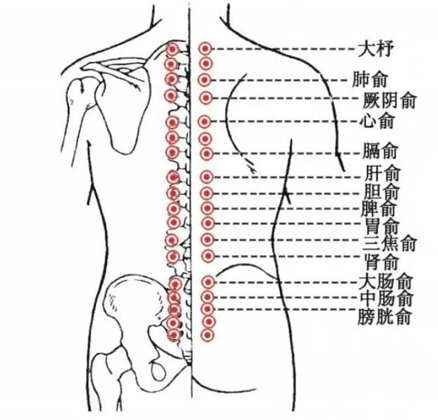 特定穴之募穴、背俞穴