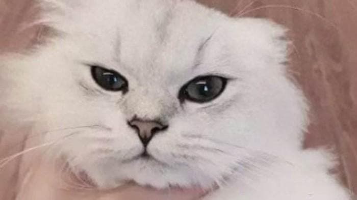 猫每天吃多少呢，用公式一算就知道，不可原谅