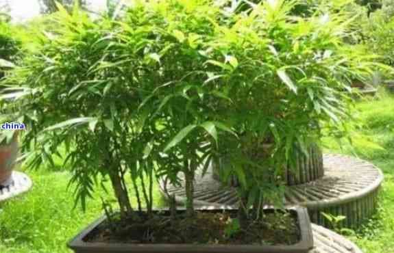 佛肚竹的耐寒范围是多少度？如何正确养护佛肚竹以应对寒冷环境？