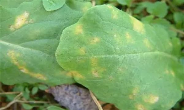 油菜霜霉病的症状识别与科学防治方法