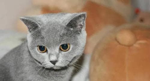 英国短毛猫的养护指南（从喂养到训练，了解如何养好您的英国短毛猫）