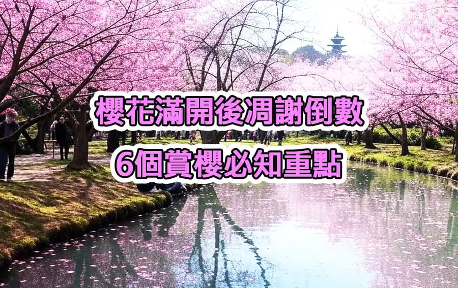 樱花盛开后的凋谢倒计时：六个赏樱必知重点