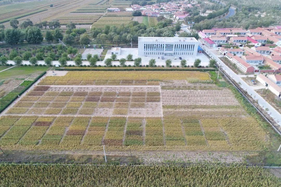 地标名品｜敖汉小米