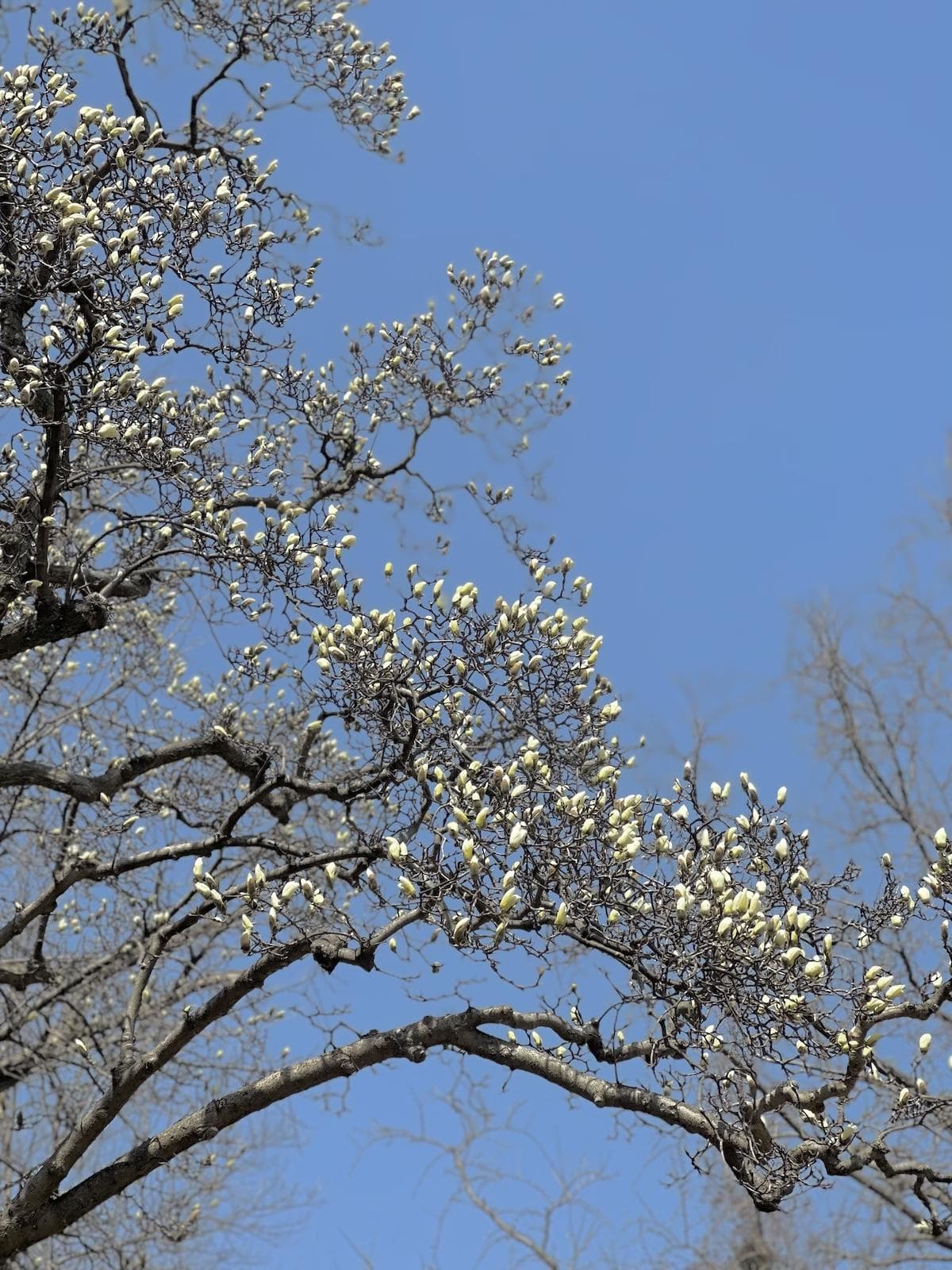 “千干万蕊，不叶而花”，探访八百年延福古玉兰