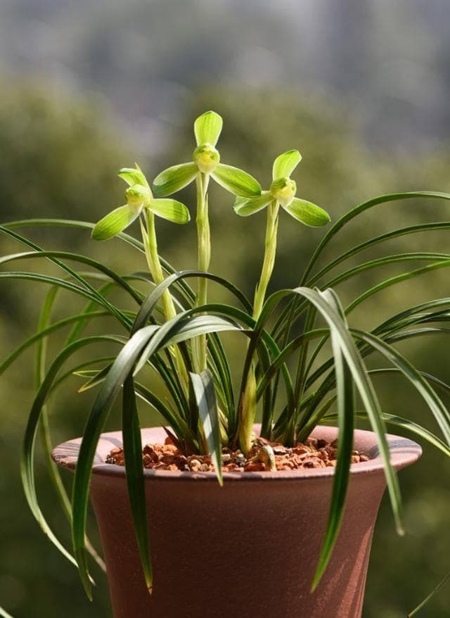 春兰、蕙兰有花苞，不春化能开花吗？