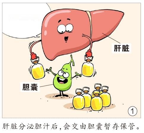 胆汁胰液是怎么分工的