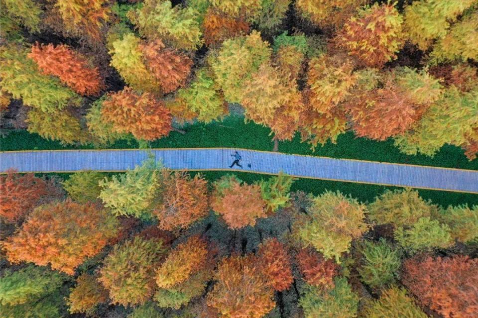 江门最美水杉观赏季来了！五处绝景等你打卡