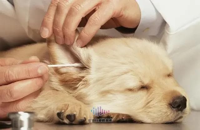 如何保护猫咪耳朵免受感染？预防和护理方法