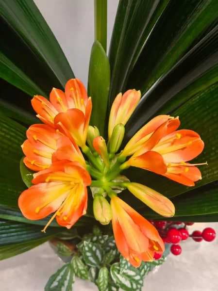 君子兰花开花几天点粉好：花期管理与授粉技巧详解