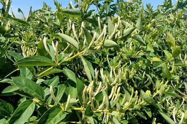 植物茎的分类：直立茎、缠绕茎、匍匐茎和攀援茎