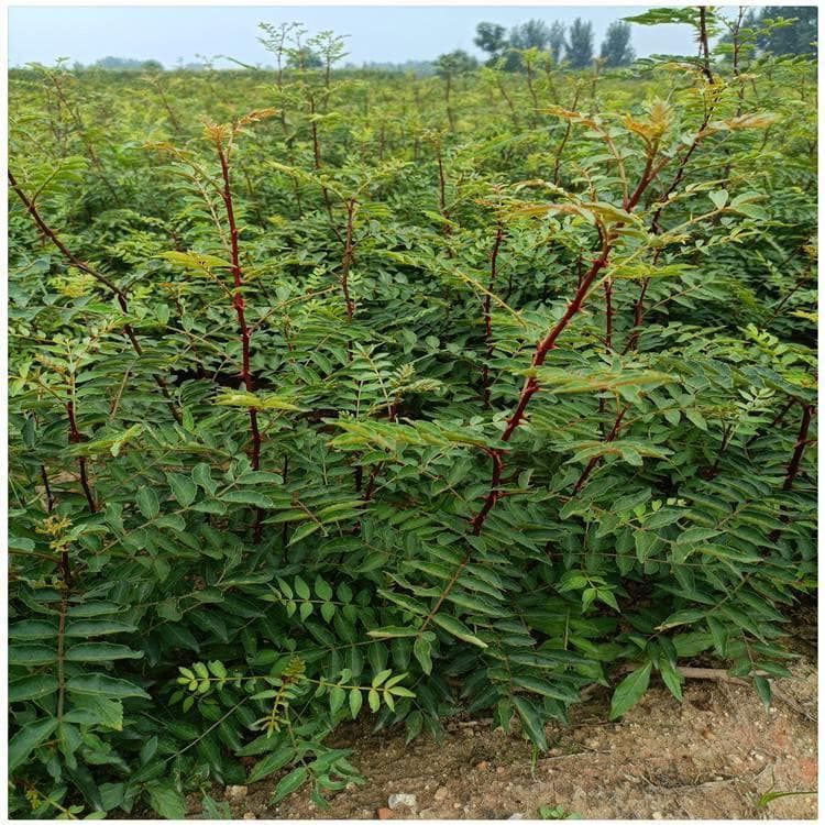 重庆种植花椒的自然条件与人文条件