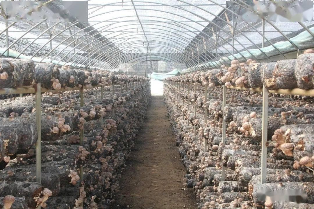 香菇生长条件是什么，适合在中国那些地方种植