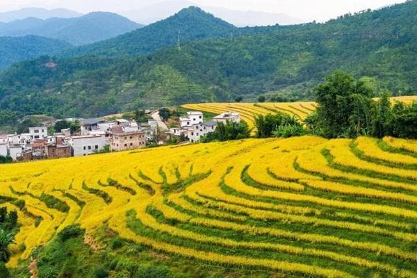 坪山梯田旅游区：广东的“小元阳”，一年四季皆有美景