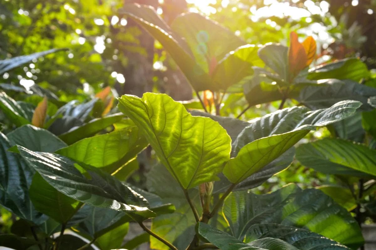 鹿角蕨生长速度揭秘：如何让你的植物茁壮成长