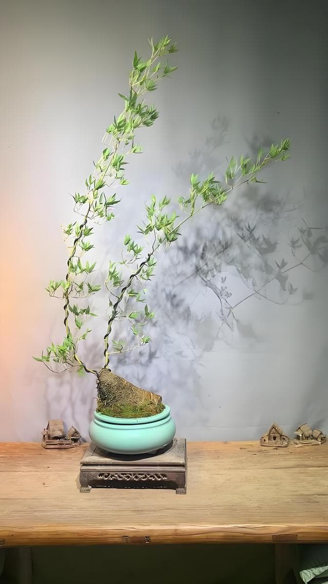 小叶簕竹种植方法，适合种植在什么地方，生长周期是多久？