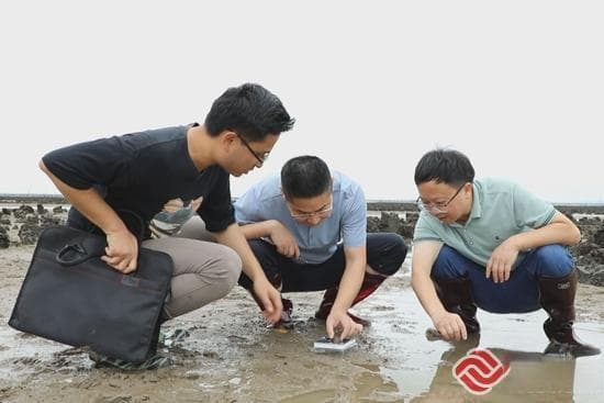 云霄邂“鲎”  推动海洋生态保护和修复