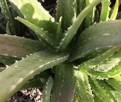 芦荟用什么土种最好（芦荟对土壤的要求）