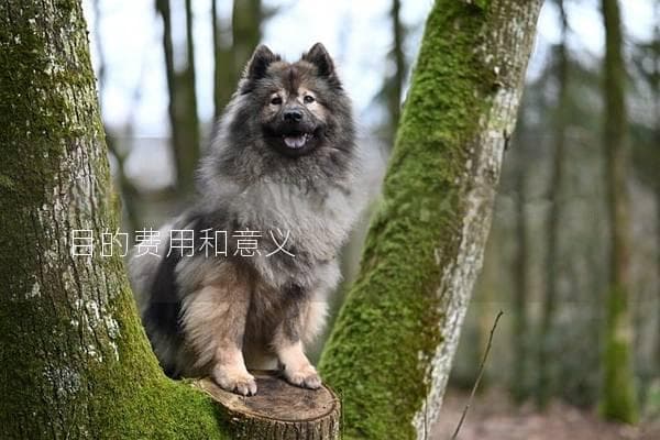 狗狗测抗体多少钱？了解不同检测项目的费用和意义