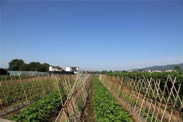 自制多菌灵水与花肥料：环保又经济的养花种菜指南
