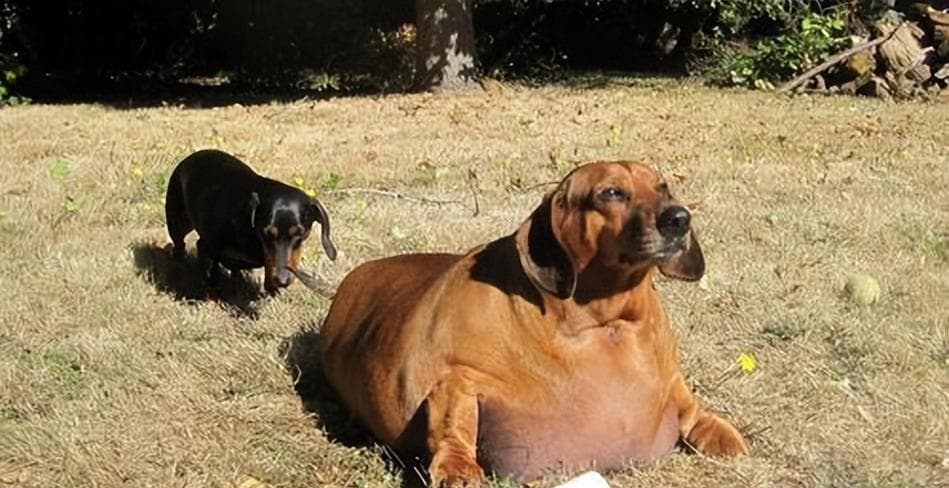 小型犬的健康护理（从饮食到运动，关键步骤让你的小型犬活得更久）